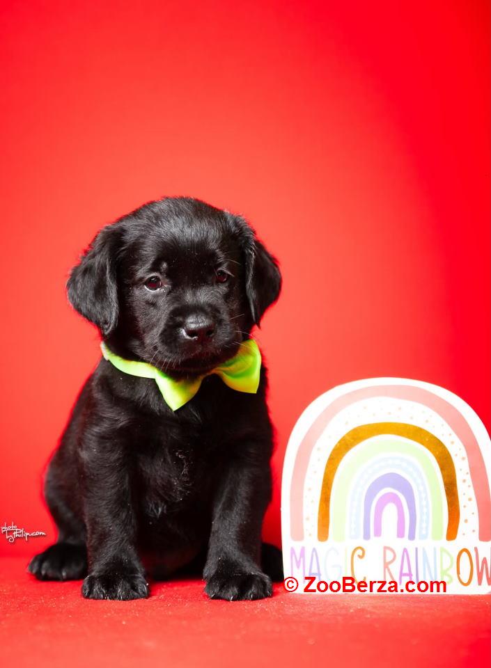 Crni i braon mužjak Labrador retrivera 