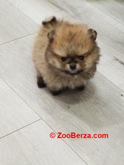 Prelepi Bo medvedici 