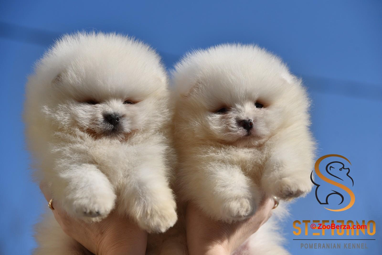 Pomeranac BOO medvedići, Pomeranski Špic štenci