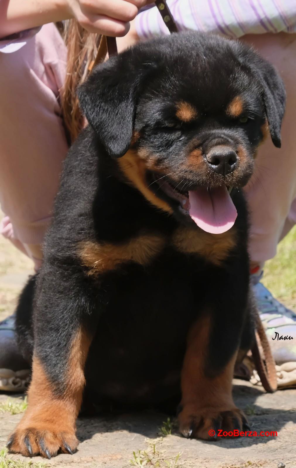 Rotvajler štene -dostava 