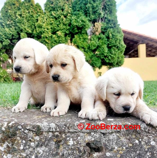 Labrador retriver štenci 