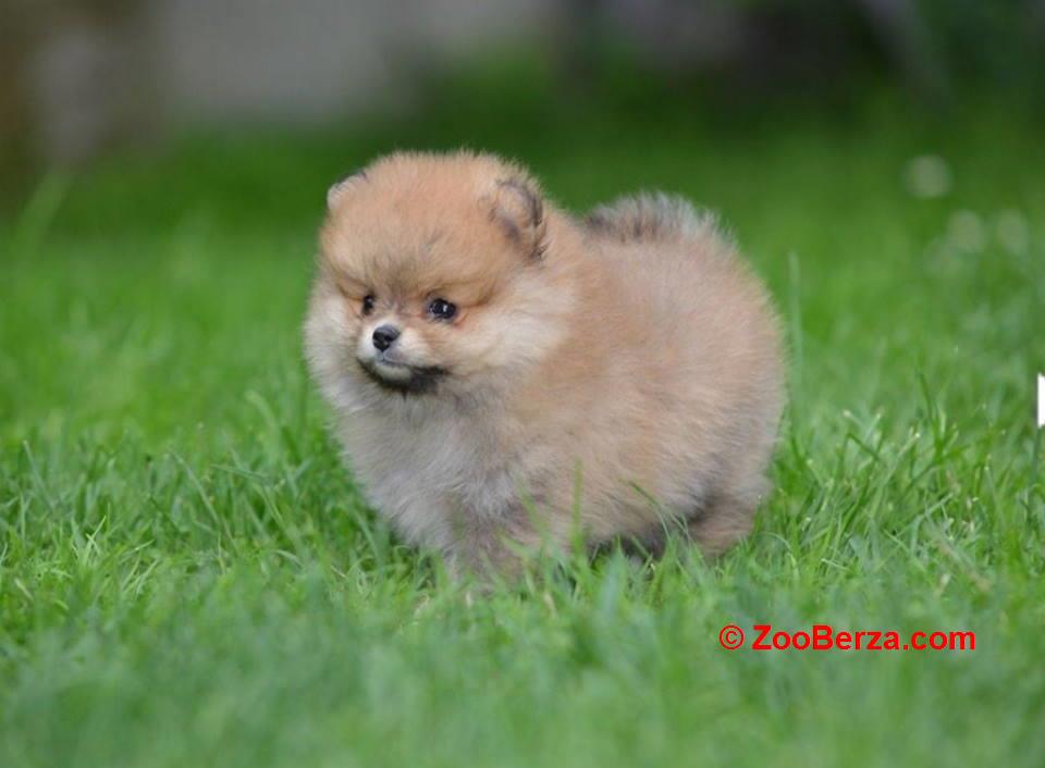 Pomeranski spic prelepog krzna 