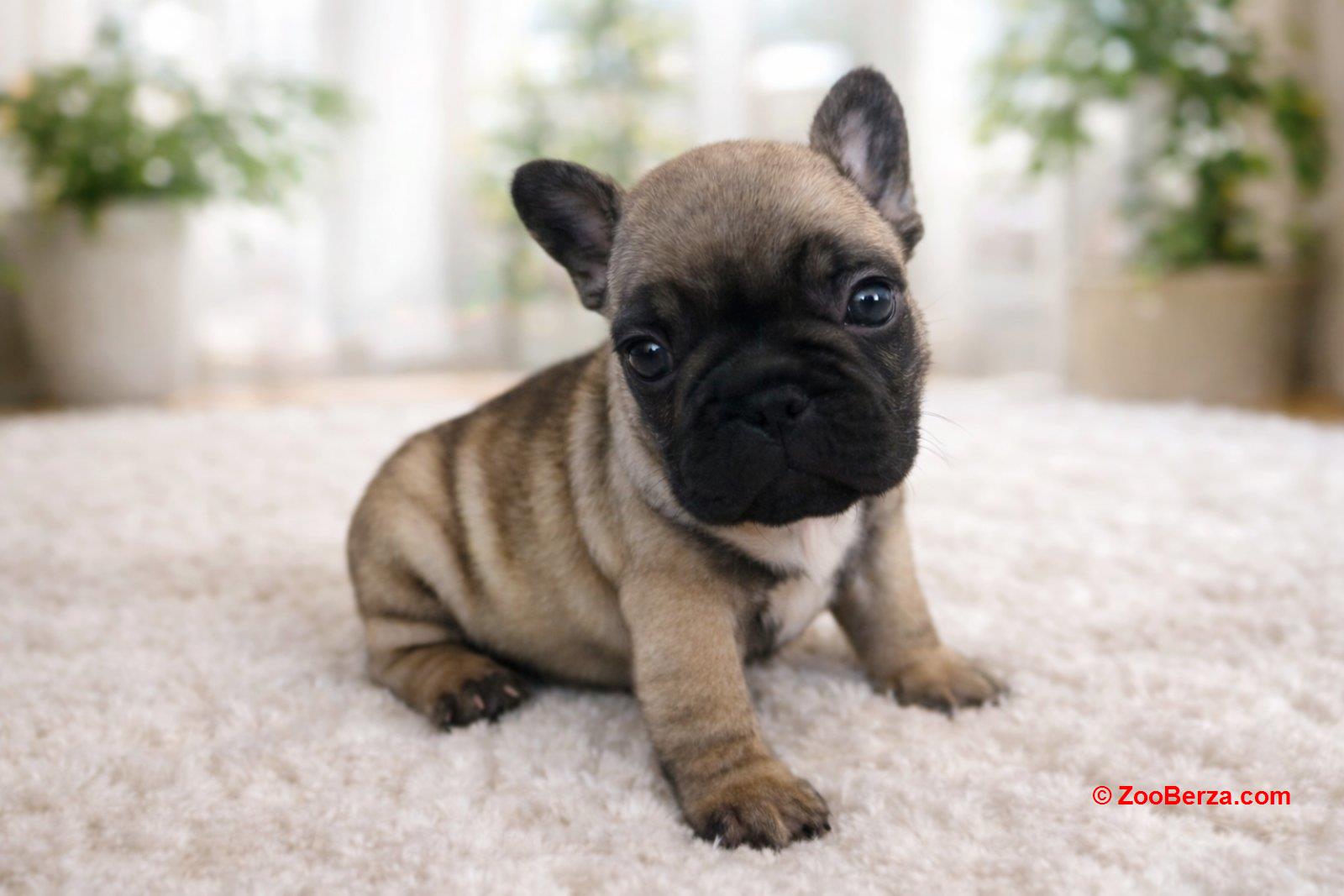 Francuski Buldog prelepi štenci