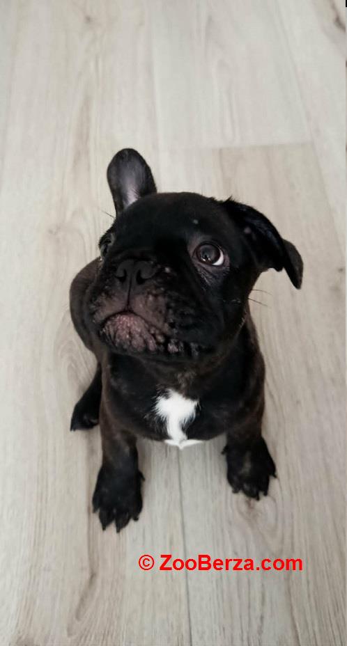 Francuski buldog 