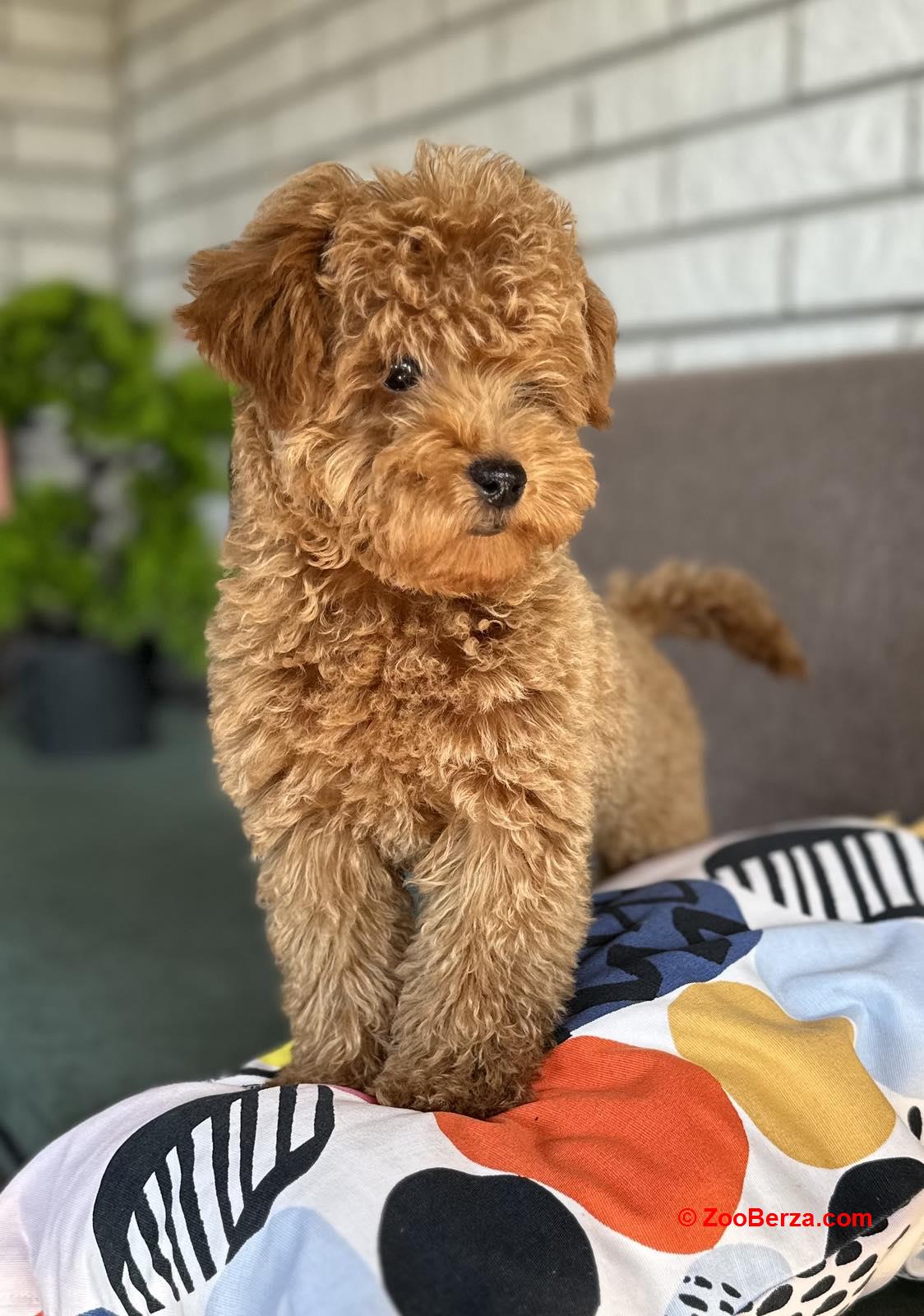 Toy Pudle na prodaju