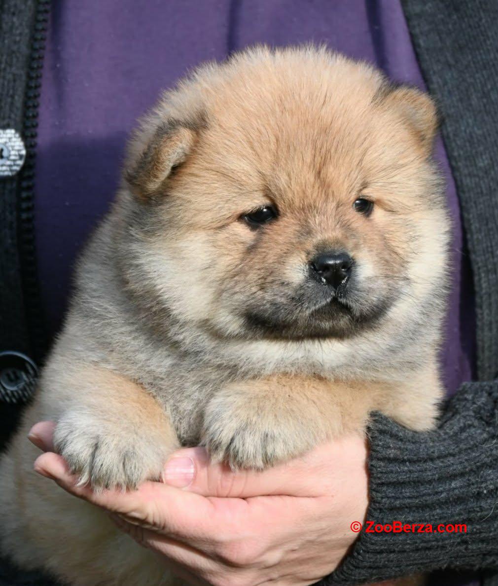 Chow Chow Cau Cau Čau Čau