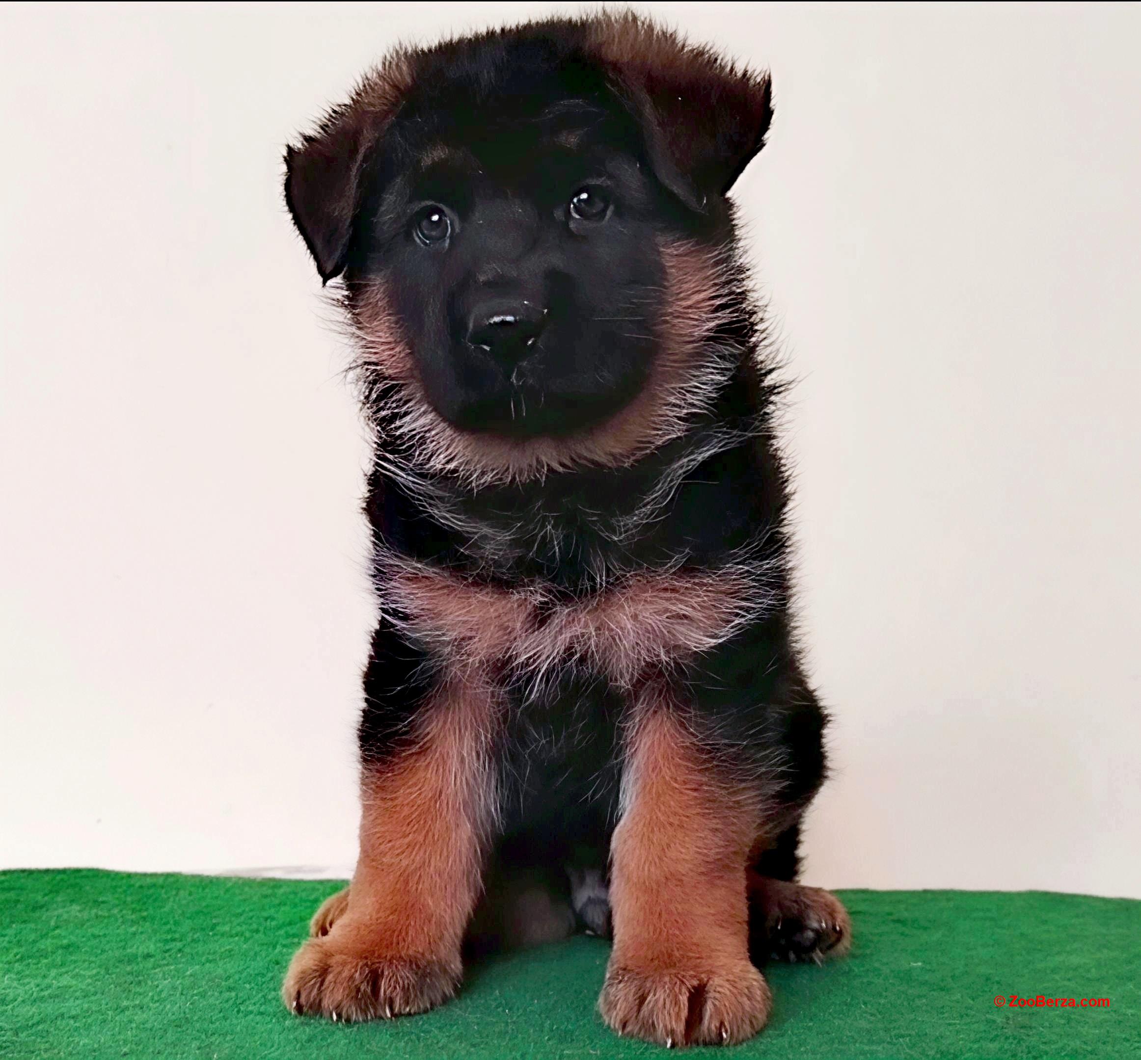 Nemački ovčar izvanredna štenad Beograd