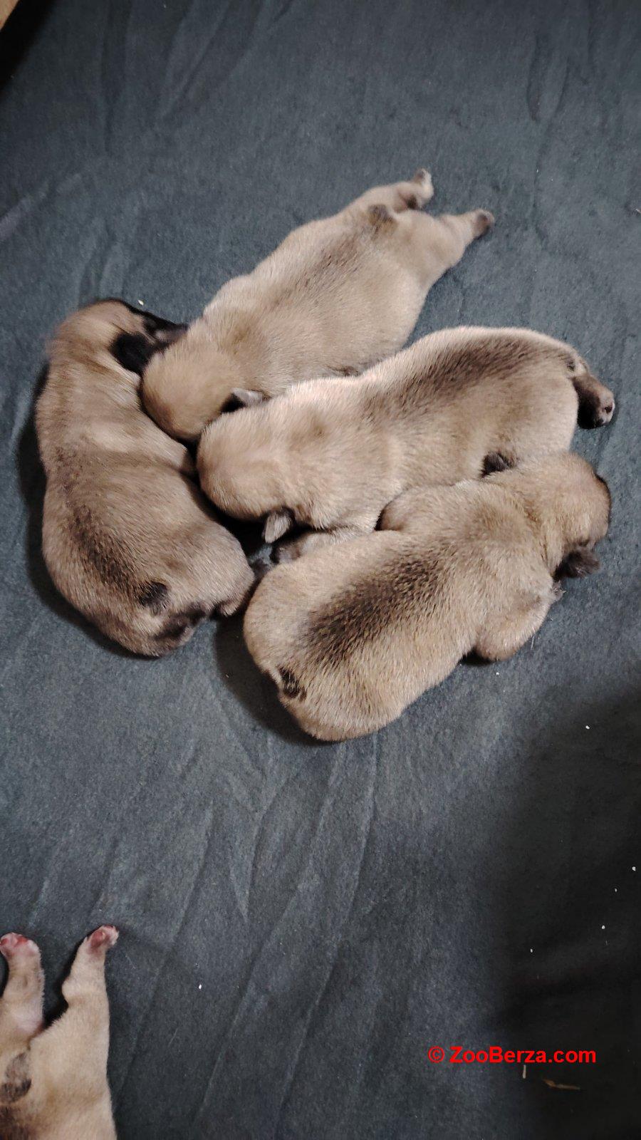 Francuski Buldog prelepi štenci
