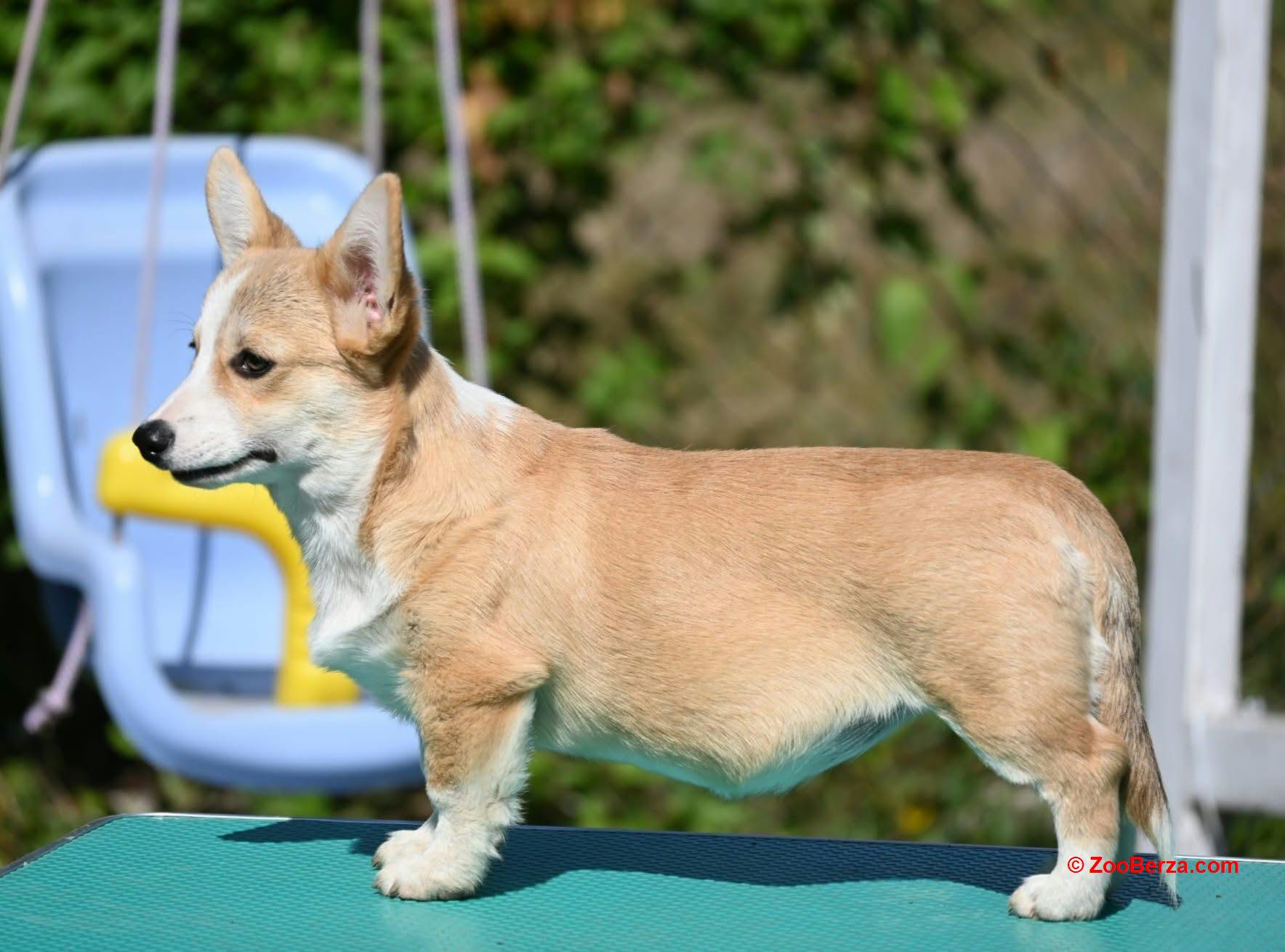 Velski korgi/Welsh Corgi Pembroke štenci
