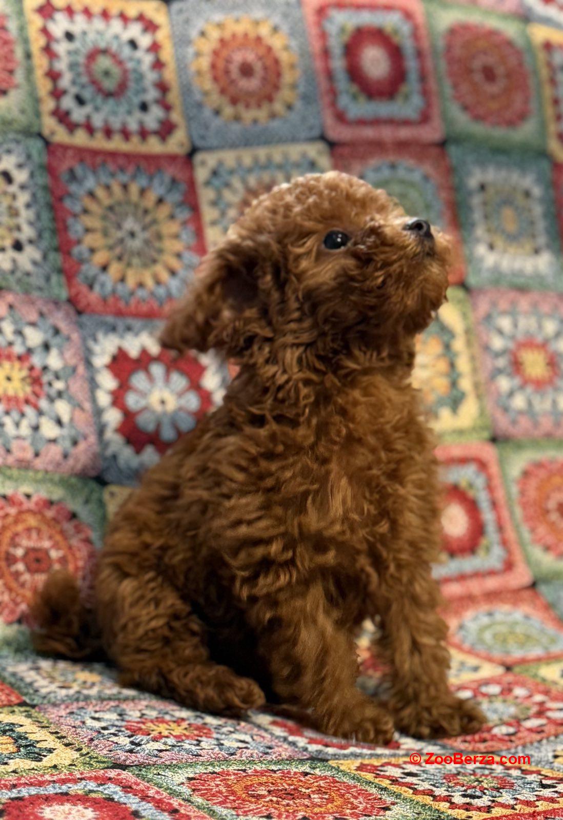 Toy Pudle na prodaju