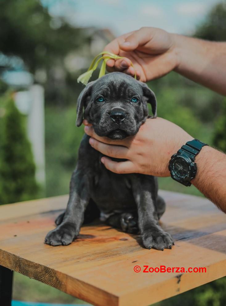 Cane Corso štenci