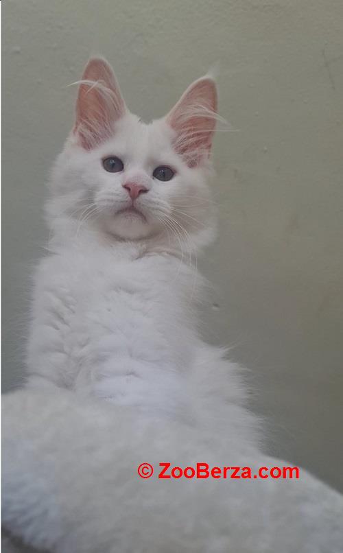 Maine Coon mačići 