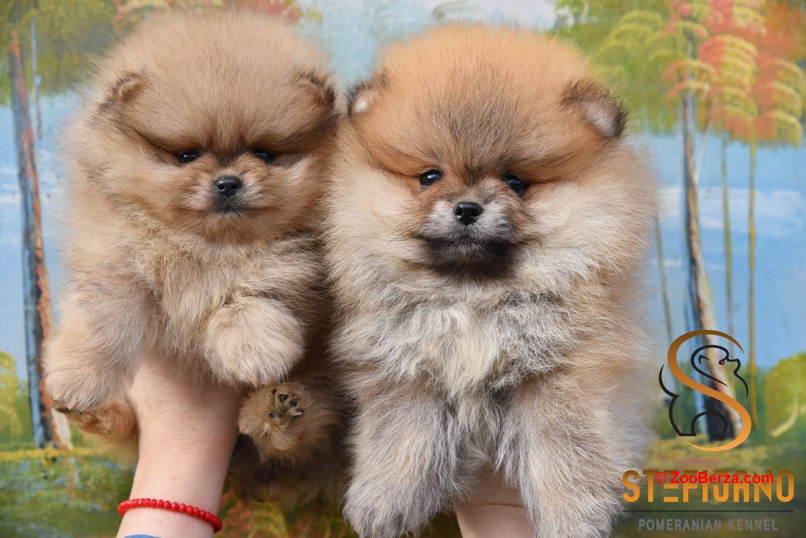 Pomeranac BOO medvedići