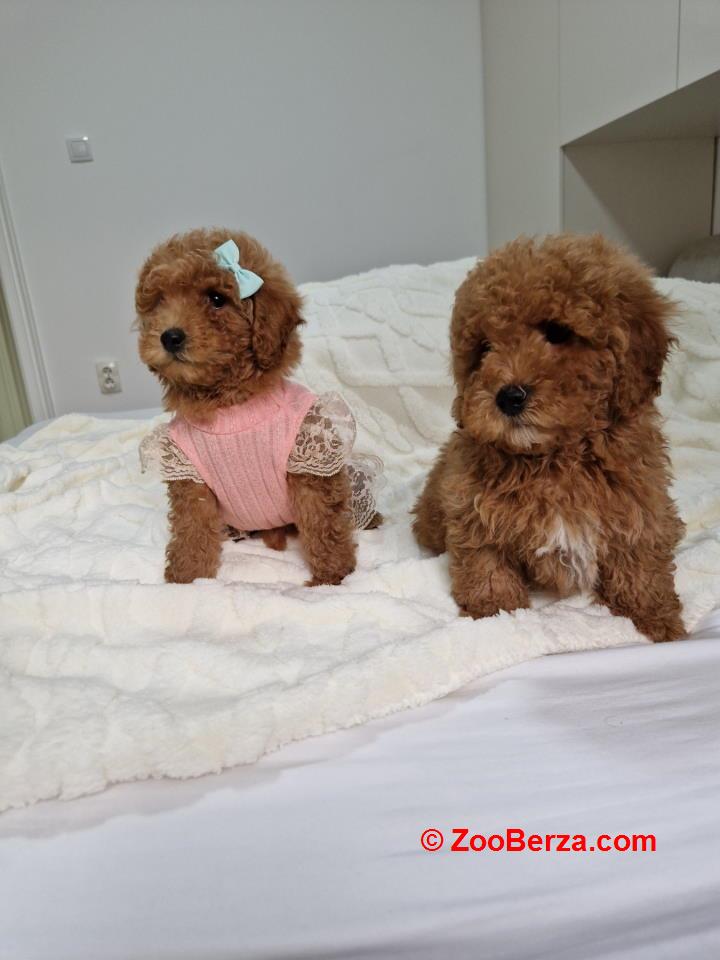 Preslatke crvene pudle, spremne za preuzimanje 