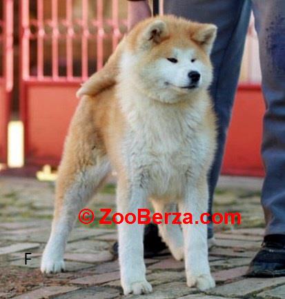 Akita Inu