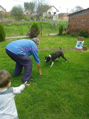 Dogo Canario