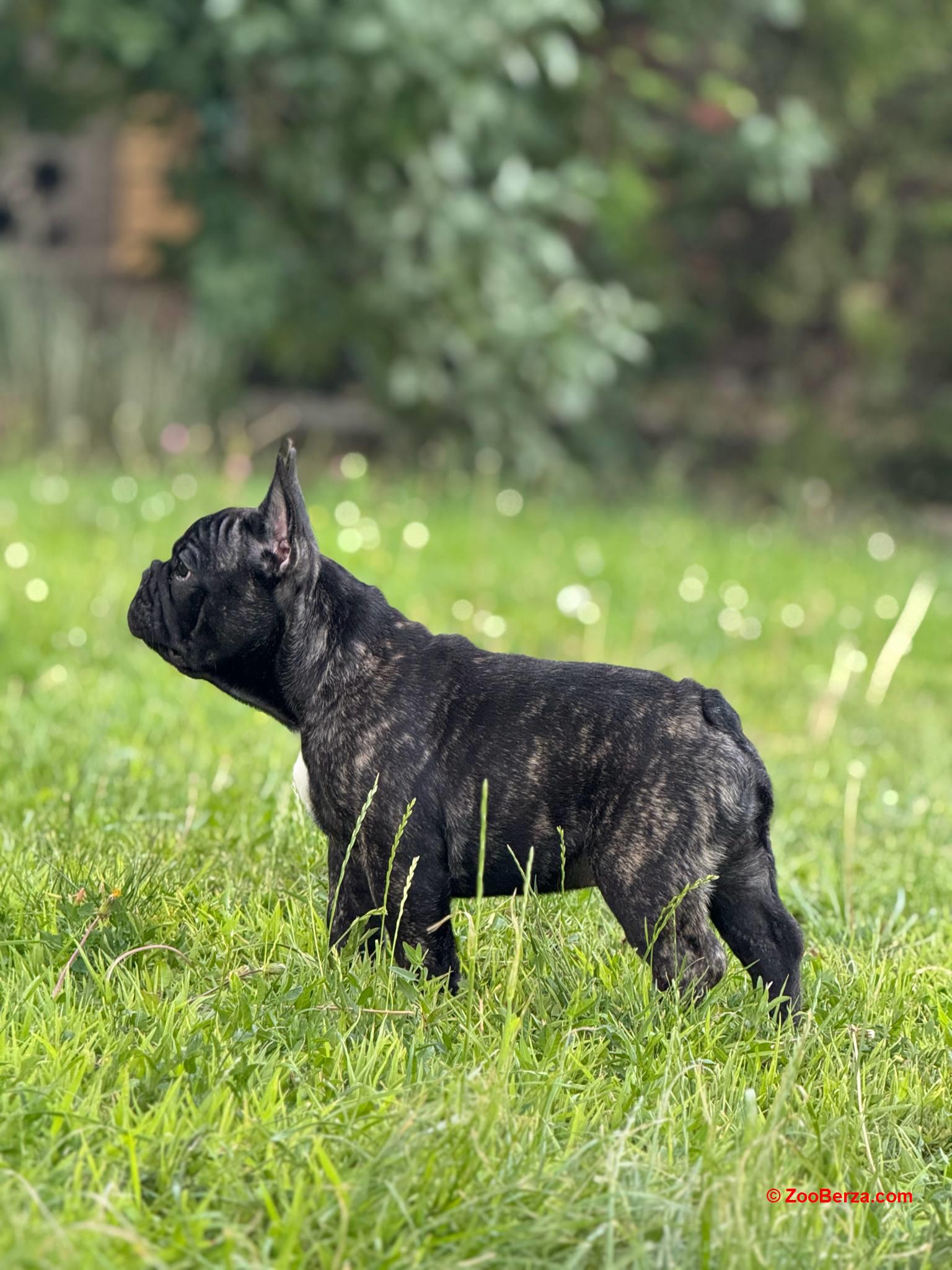 Francuski Buldog VRHUNSKO štene
