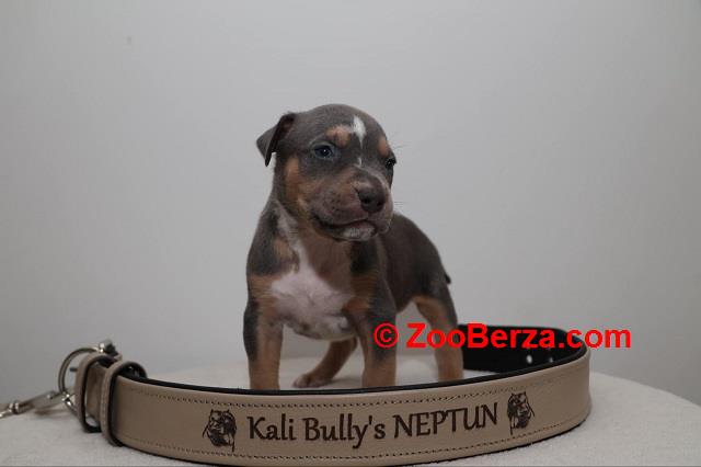 American bully Xl 