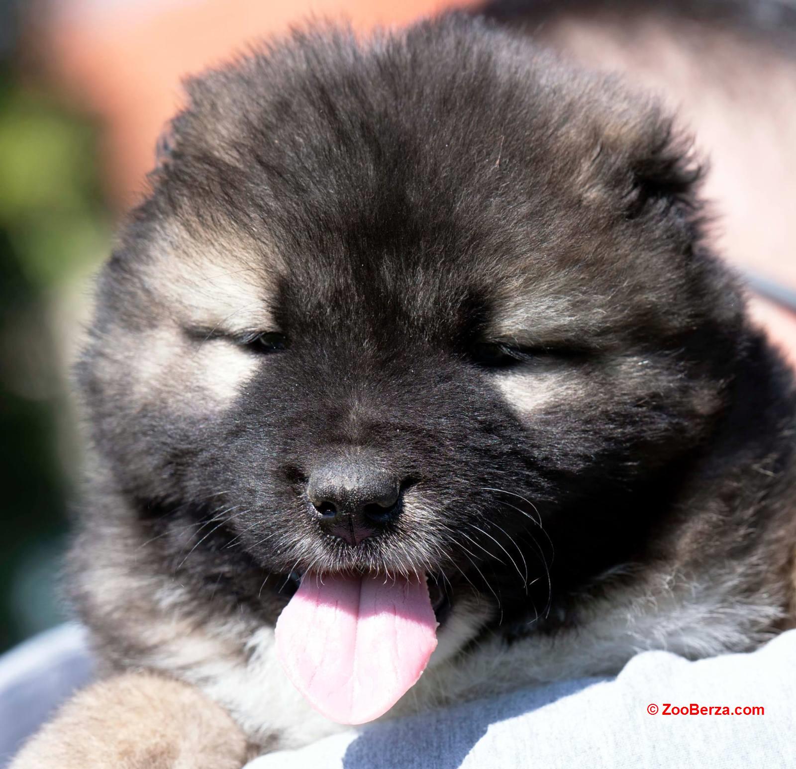 Kavkaski Ovčar štenci