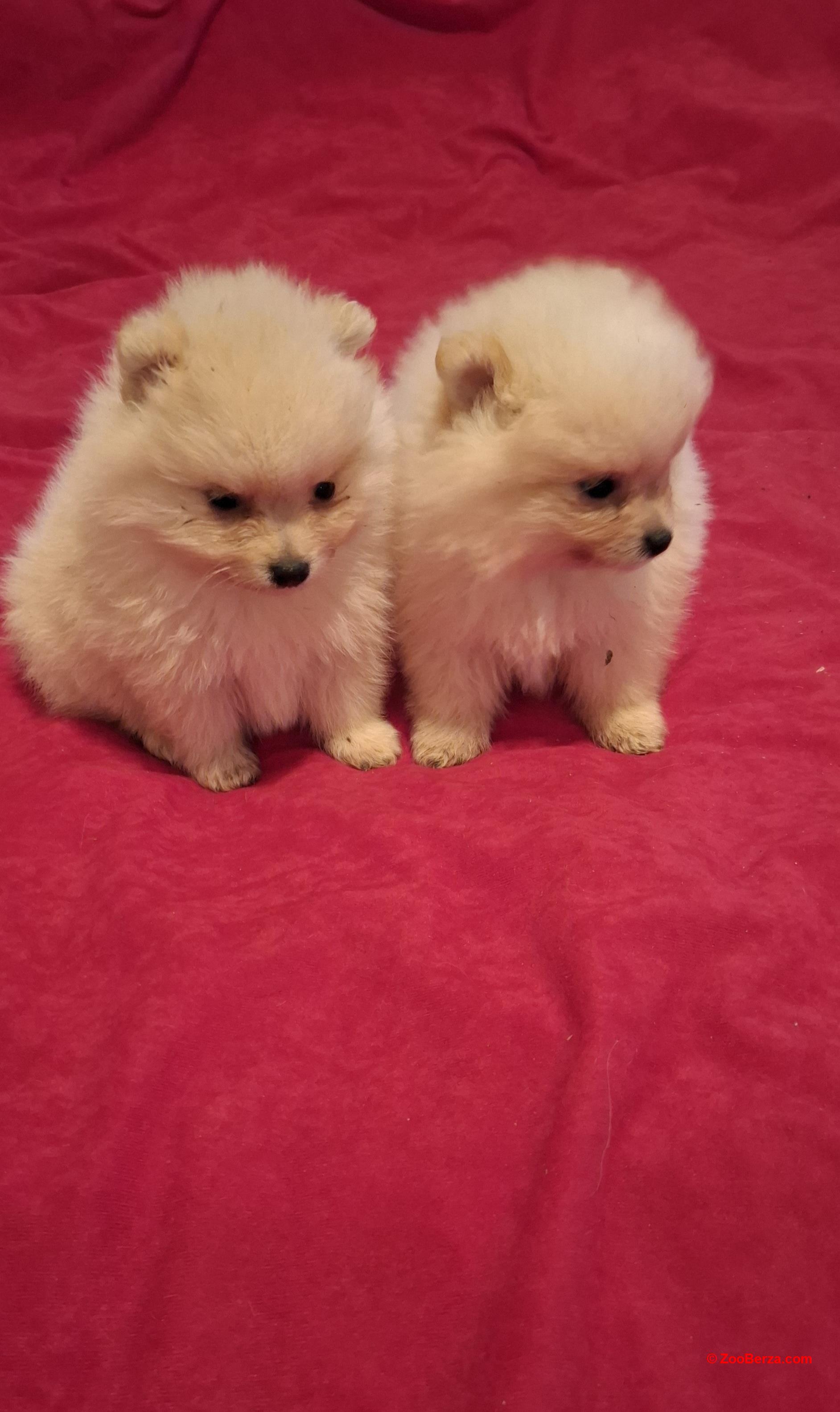 Pomeranski spic