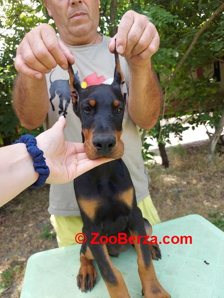 Doberman štenci