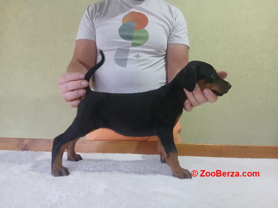 Vrhunski Doberman štenci 6 nedelja 