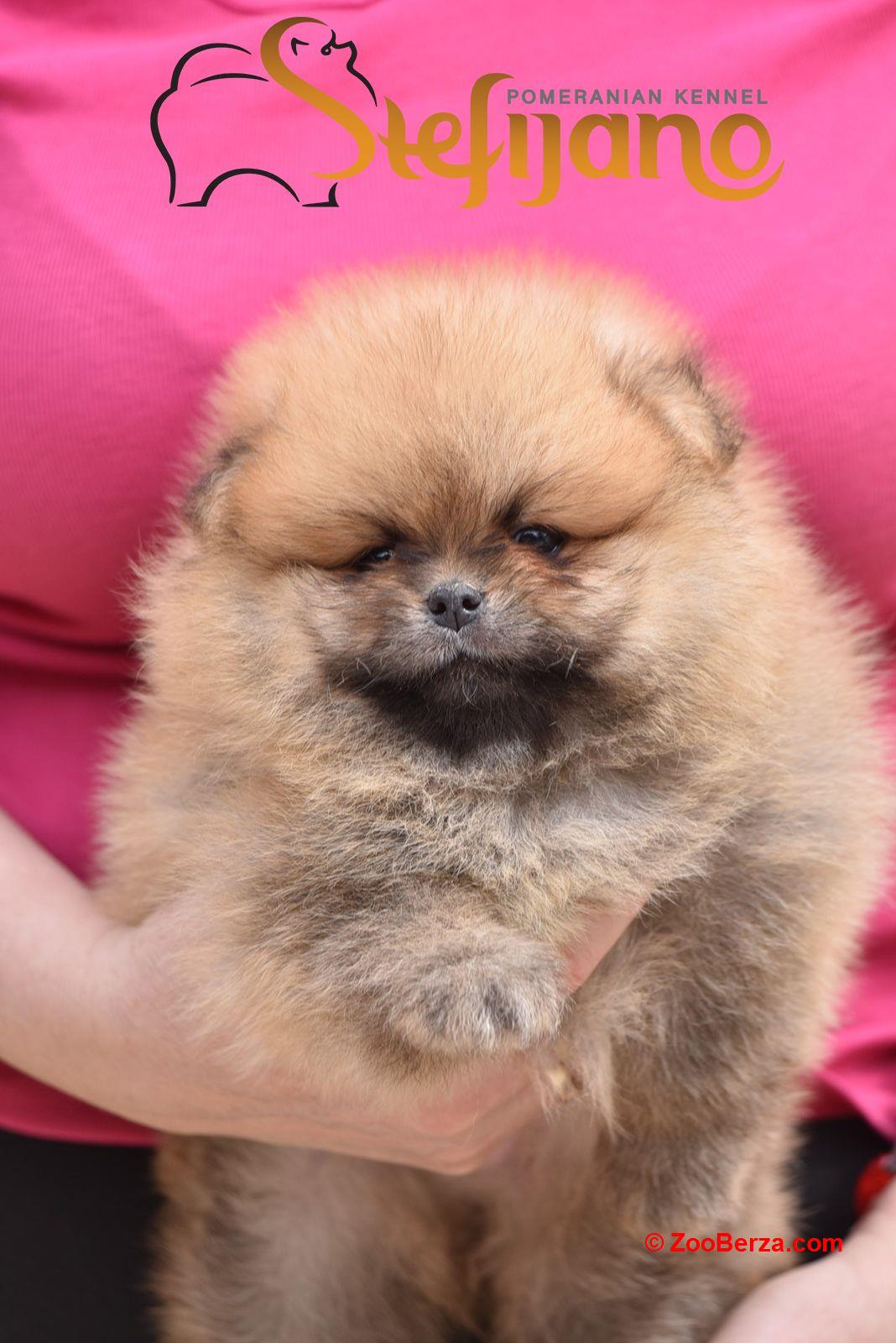 Pomeranac Boo štenci