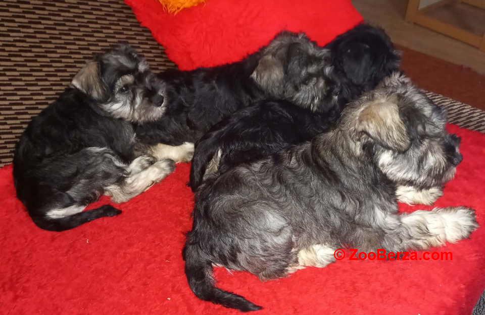 Štenci patuljastog šnaucera 