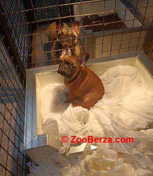 Francuski buldog, štenci