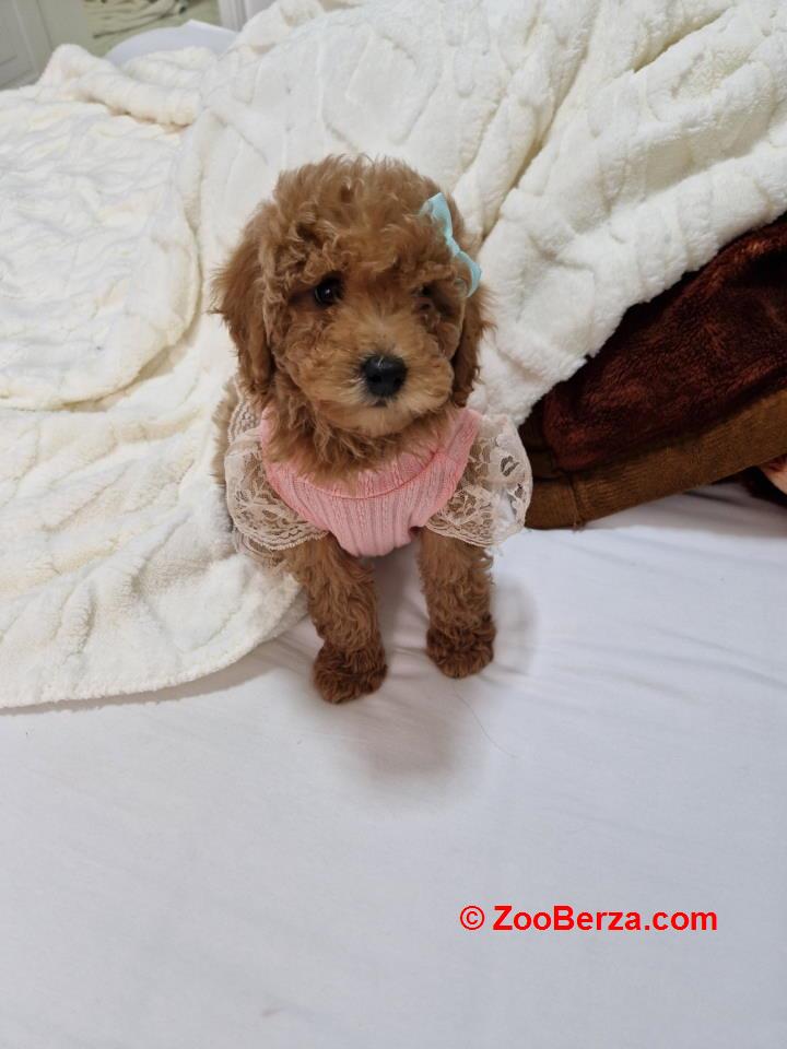 Preslatke crvene pudle, spremne za preuzimanje 