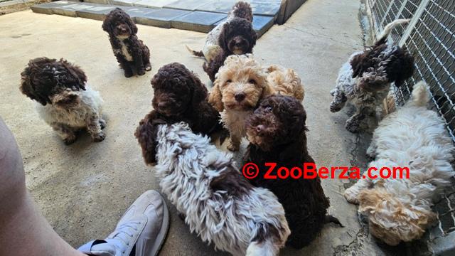 Lagotto Romagnolo štenci