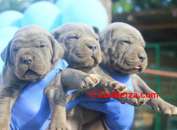Cane Corso štenci