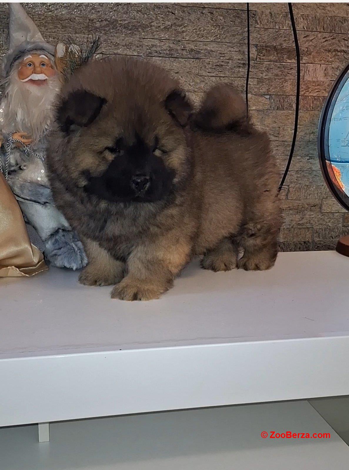 chow chow