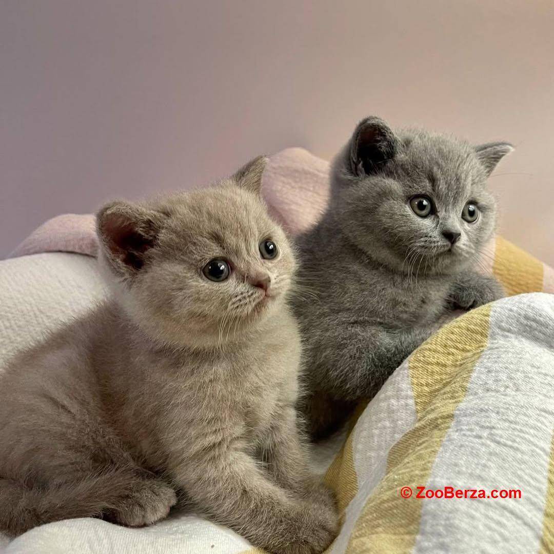 Prekrasni kratkodlaki mačići