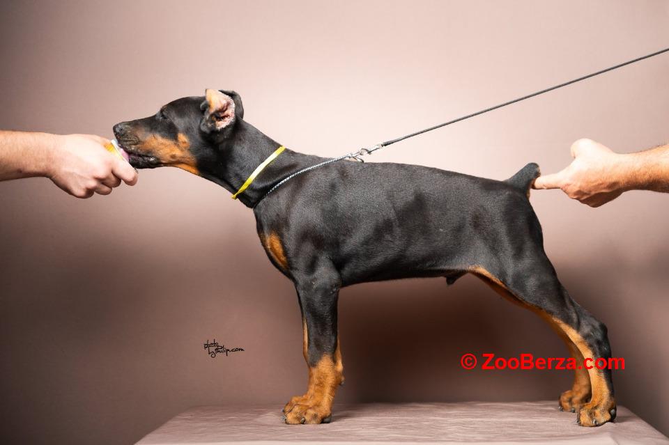 Doberman štenci