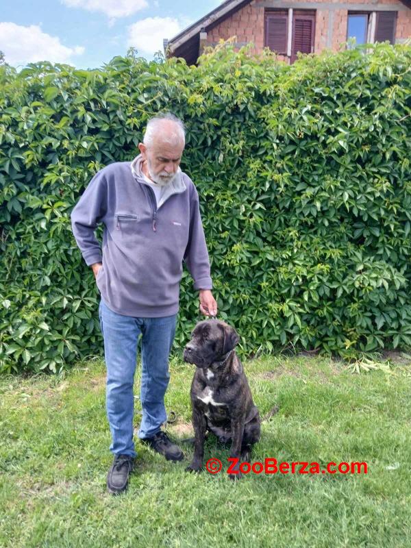 Cane Corso 