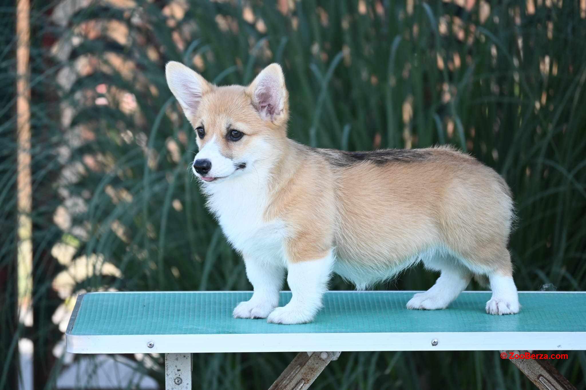 Velski korgi Welsh Corgi Pembroke