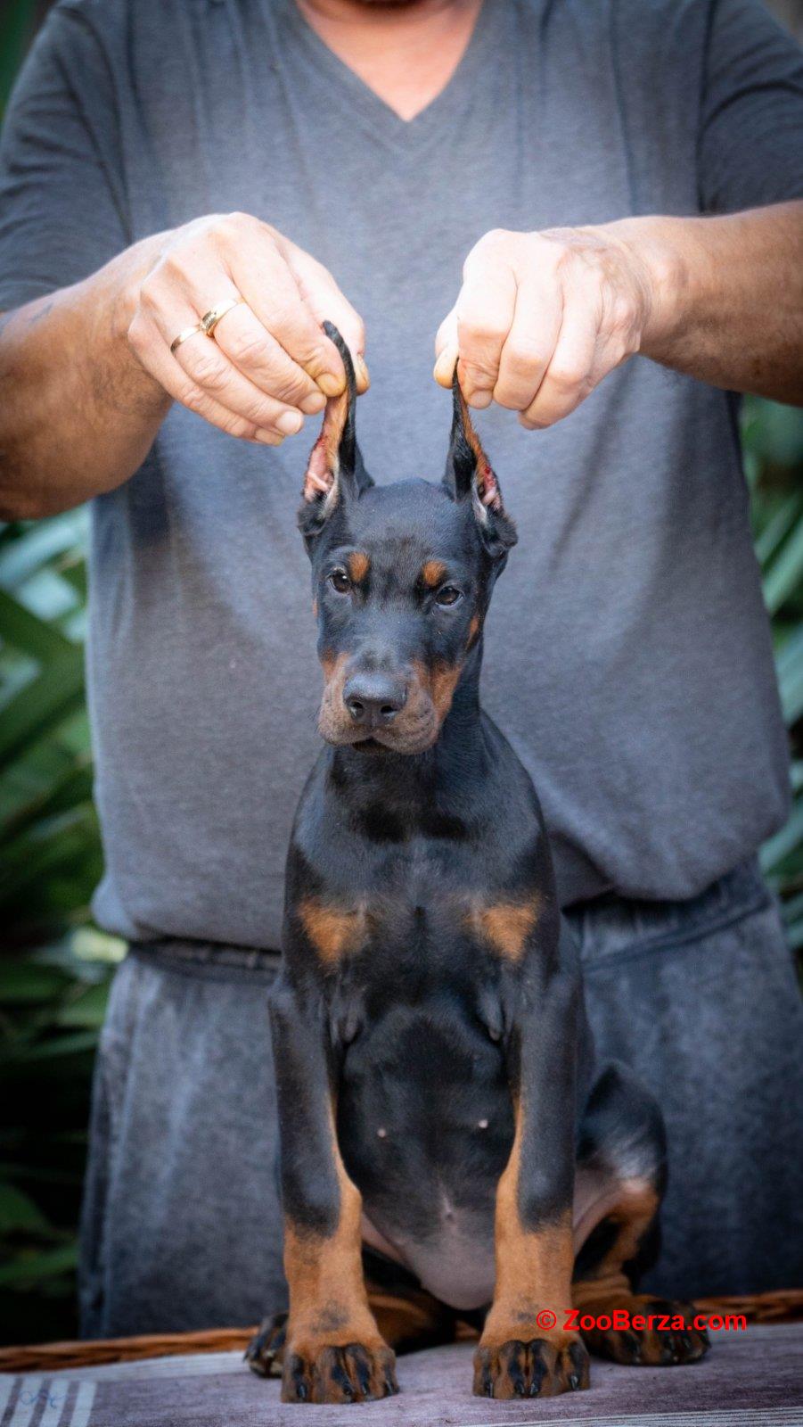 Doberman stenci