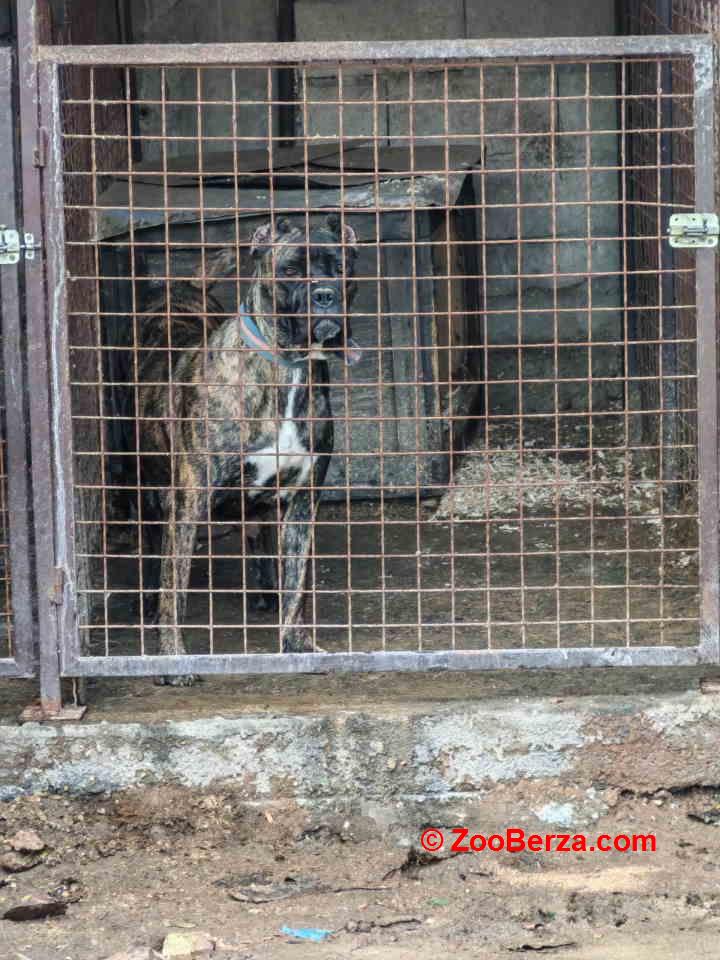 Na prodaju stenad Cane Corso 