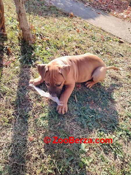 Presa Canario, vrhunsko leglo