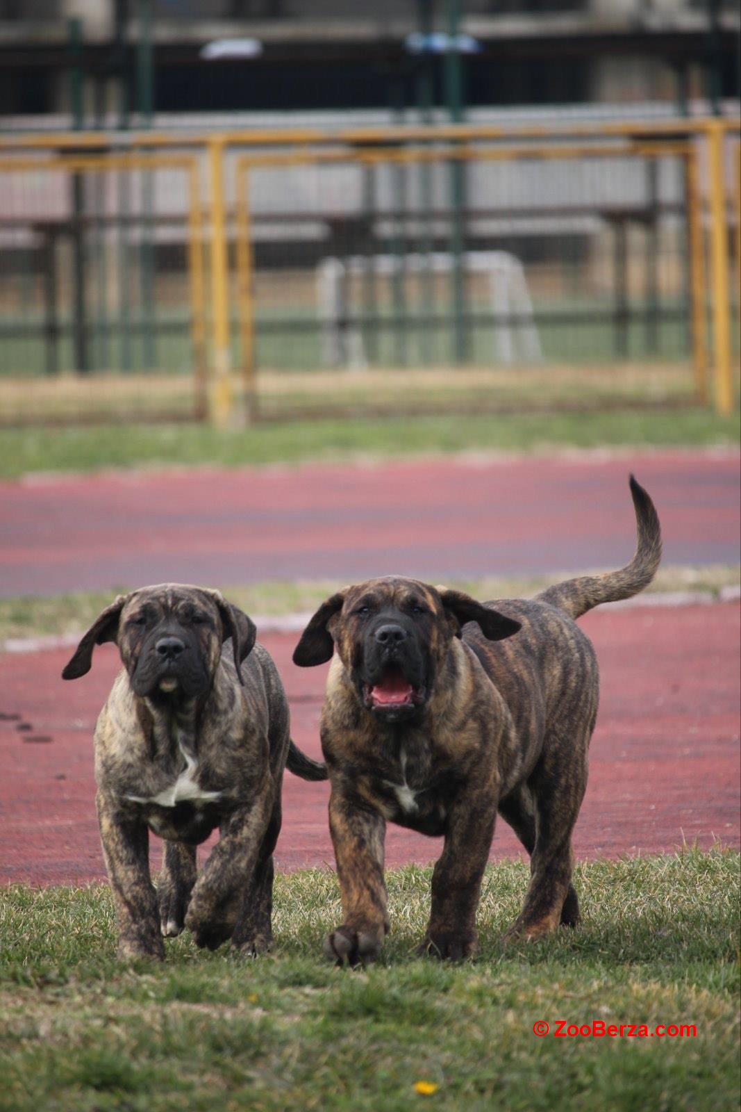 Presa Canario štenci