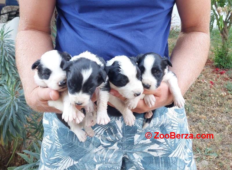 Border koli / collie štenci