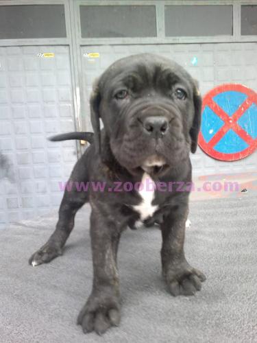 Stenci CANE CORSO