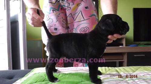 Cane Corso stenci na prodaju