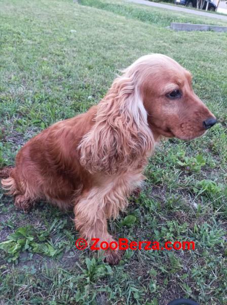 Odrasle ženke kokera 