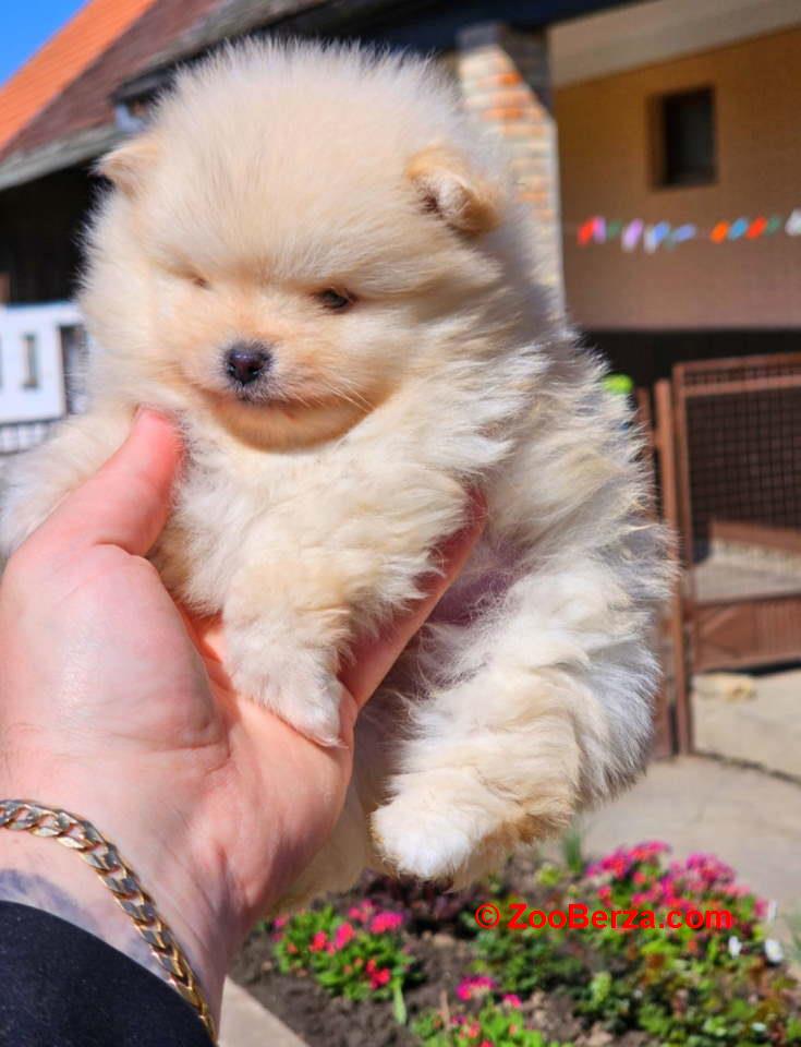 Najlepsi Pomeranci Boo samo u Pom_Hash_Starsu 