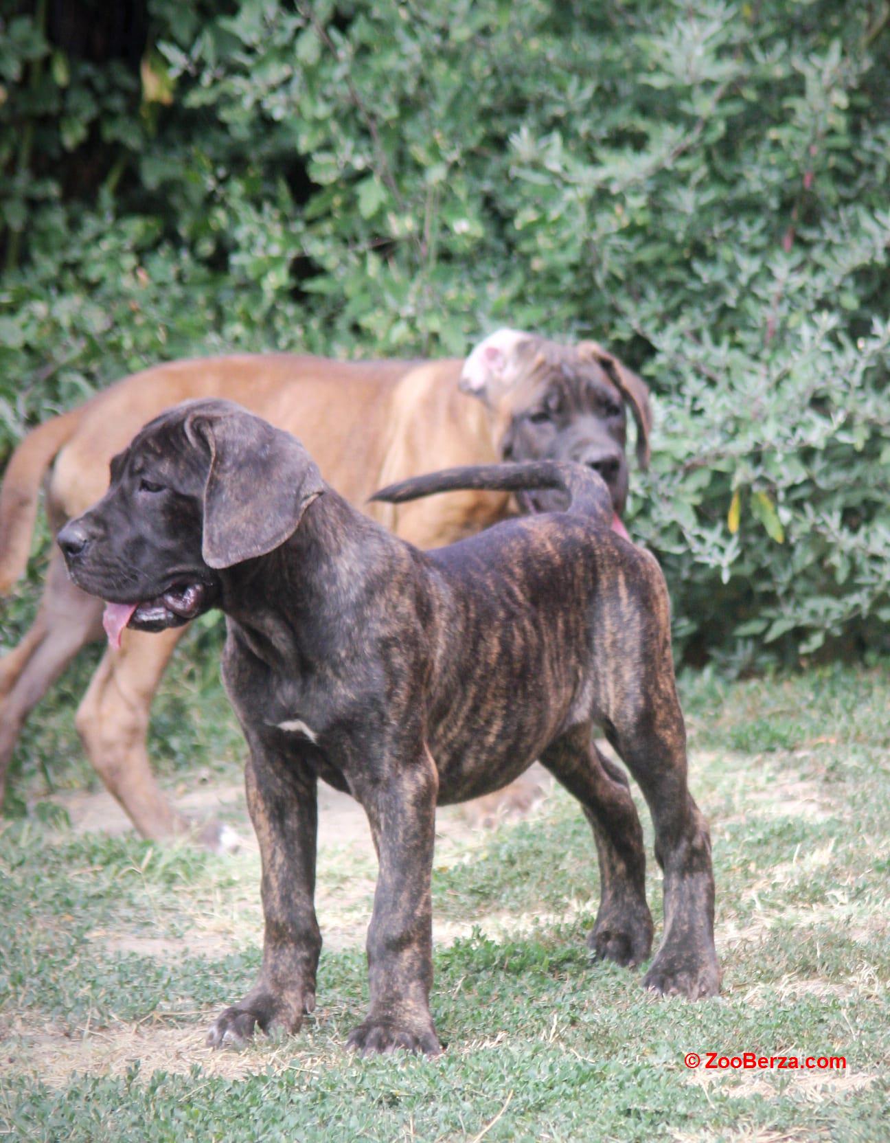 Cane Corso štenci