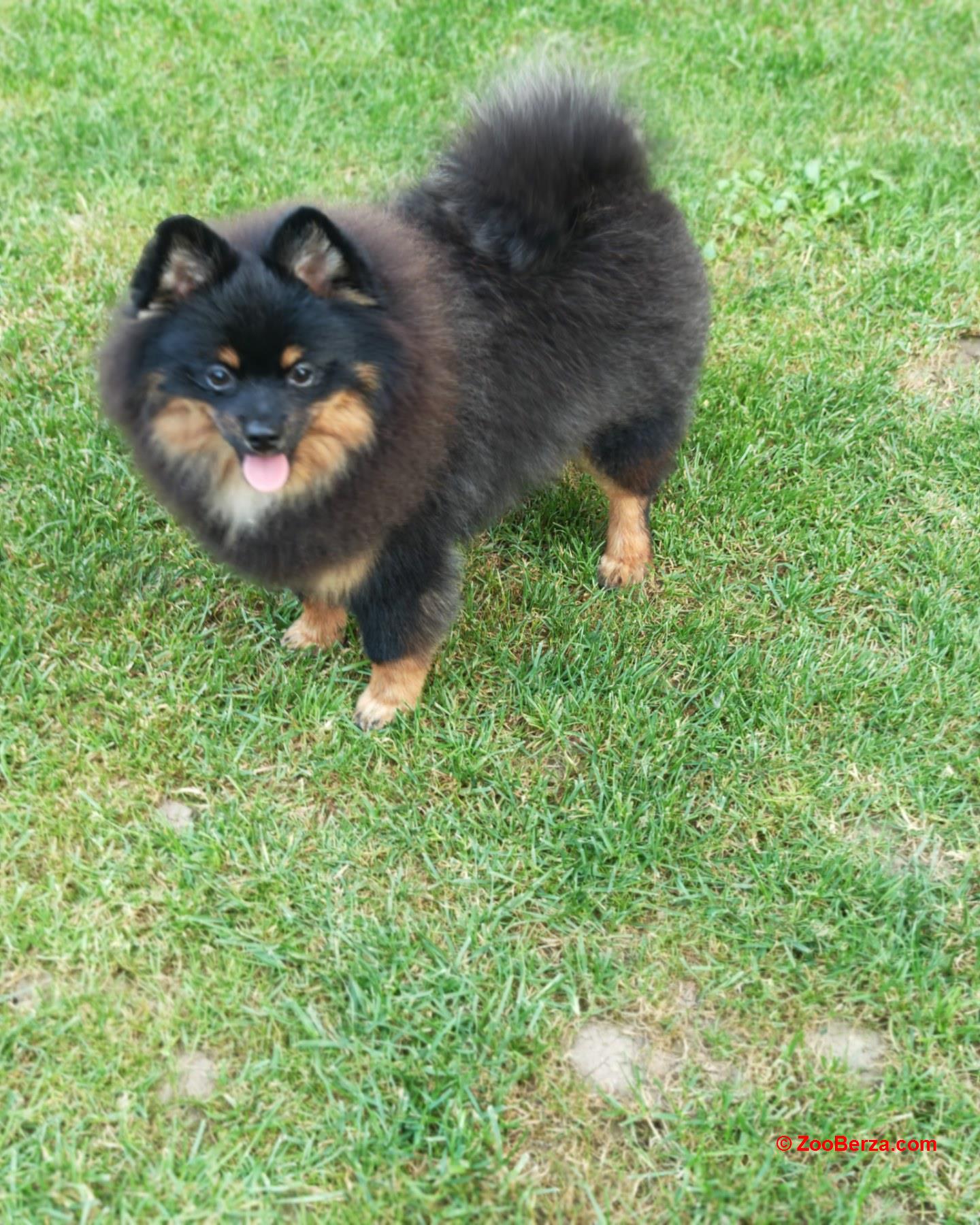 Pomeranski spic muzjak