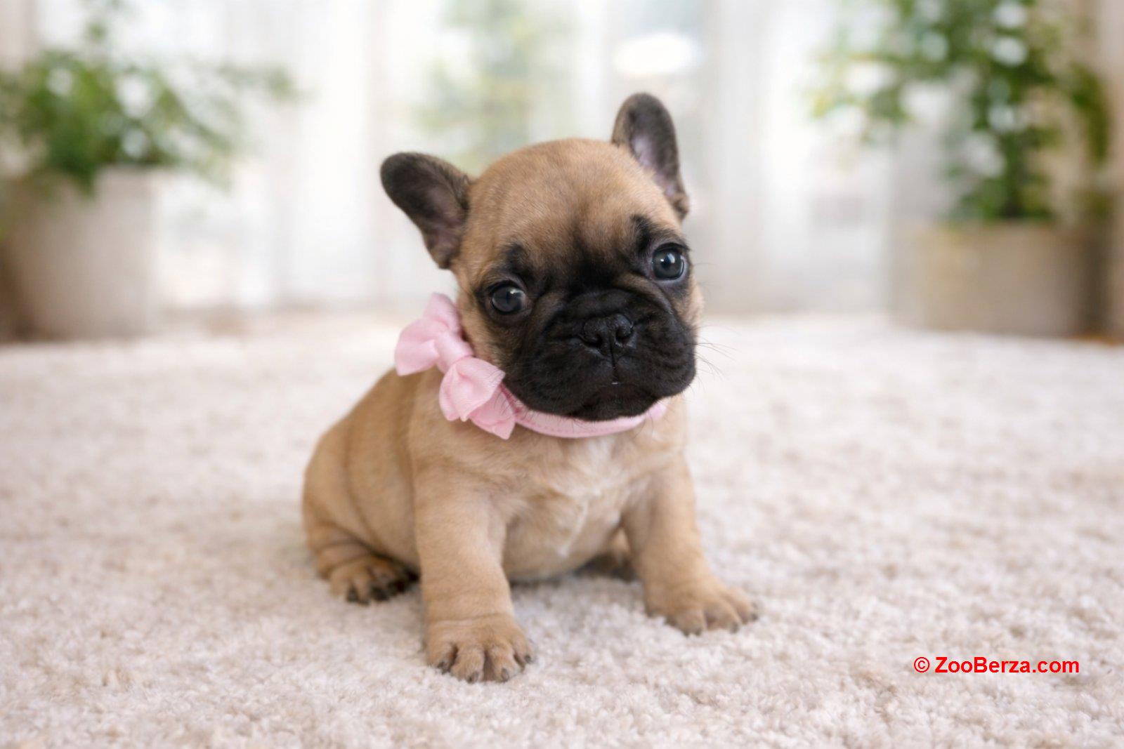 Francuski Buldog prelepi štenci
