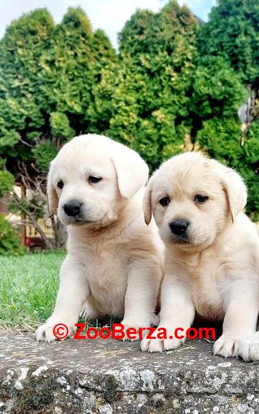 Labrador retriver štenci 